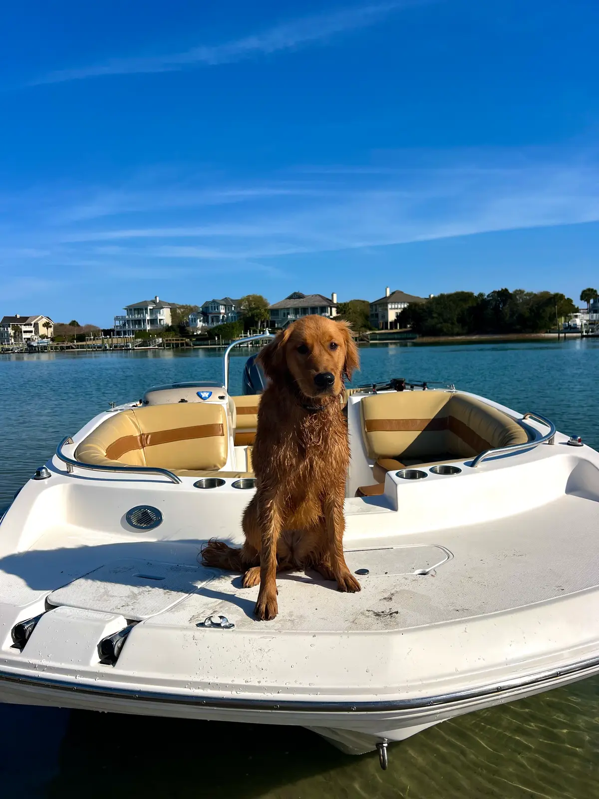 Golden retriever standing on the deck of a SeaVentures rental boat